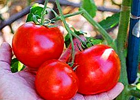 Gutxienez arazoak dituzten tomatek "Hood Red Riding Hood": deskribapena, argazkia eta deskribapena tomateak