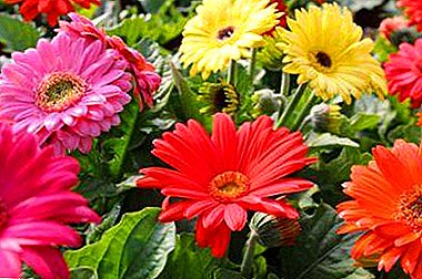 Perennials në flowerbeds: mbjelljen gerberas kopsht dhe kujdesin e mëvonshëm