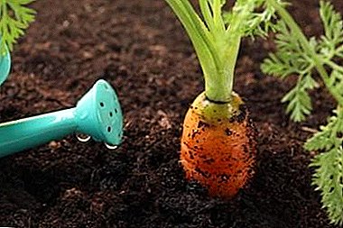 Дали е можно да се нахрани моркови со сол и како да се направи тоа нели? Практични совети градинари