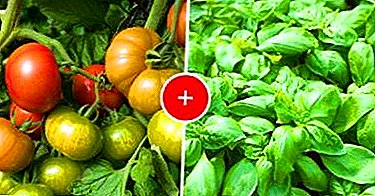 ¿É posible cultivar albahaca con tomates próximos no mesmo invernadoiro ou en campo aberto? Como facelo?
