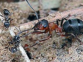 বন, বাগান এবং মানব স্বাস্থ্য এর Ant - রক্ষক