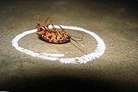 На патот кон Црвената книга: од каде одат лебарките од становите на големите градови? 10 веројатни причини зошто овие инсекти исчезнале