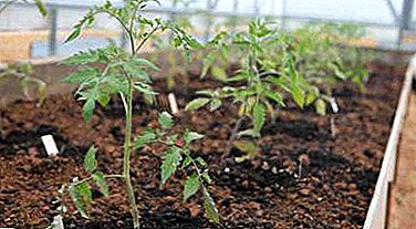 Note Gärtner: Nuancen vun Planz Tomaten am Treibhauseffekt a Gewässer