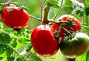 Variedade de tomate "Schelkovsky precoz", fiable e ben probada.