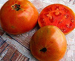 Nemokake petani - macem-macem tomat "A Masterpiece of Early": foto lan gambaran umum