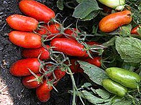 Dewch o hyd i dai gwydr a thai gwydr - tomato "Gulliver" o'r wlad o domatos