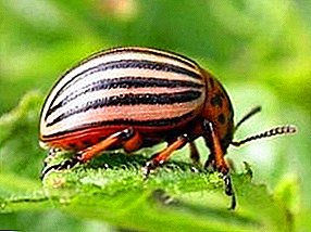 Beetles រដ្ឋ Colorado បានហោះទៅដំឡូងនោះ។ វិធីសាស្រ្តក្នុងការដោះស្រាយជាមួយ beetle ដំឡូងរដ្ឋ Colorado
