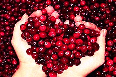 រូបមន្តប្រពៃណីពី cranberries ជាមួយទឹកឃ្មុំនិងខ្ទឹមស។ តើផលិតផលទាំងនេះប៉ះពាល់ដល់ឈាមនិងសសៃឈាមយ៉ាងដូចម្តេច?