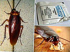 Remedio popular para as cucarachas - ácido bórico cun ovo: receitas de cociña, recomendacións de uso, pros e contras da droga