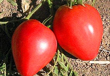 Elegantaj tomatoj-fruktoj por salatoj kaj pikloj - priskribo kaj karakterizaĵoj de la tomata variaĵo "Agla Beko"