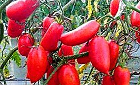 Yangan orisirisi laisi awọn abawọn - "Ọpa-ẹfin Candles" tomati: apejuwe ati fọto
