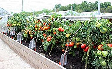 Que tan importante é determinar a brecha necesaria entre os tomates e a que distancia uns dos outros deben ser plantados?