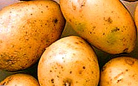 Dit, die Wit-Aardappel "Lileya": beskrywing van die verskeidenheid en taktiek van sorg