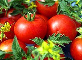 Benetako siberiarra: "Nikola" tomatea, bere ezaugarriak eta barietateen deskribapena