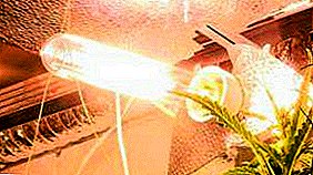 గ్రీన్హౌస్ కోసం సోడియం దీపాలు: లక్షణాలు, ఆపరేషన్ సూత్రం, రకాలు మరియు లక్షణాలు, ప్రయోజనాలు మరియు అప్రయోజనాలు