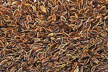 Medicina natural - infusións das sementes de endro. Que axuda, como preparar e beber?