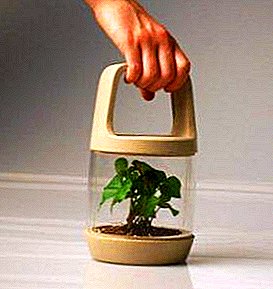 Мали мини оранжерии за садници со свои раце: како да се фотографираат и инструкции