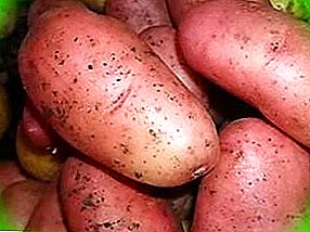 Rosara German Potatoes: Variety Early, Unpretentious Care