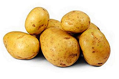 Varietet gjerman patate: Përshkrimi "Karatop", foto, karakteristikat kryesore