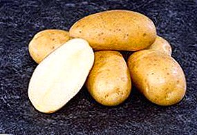 Kalîteya elmanî li ser bedsên me: potato "Ramos" - şirovekirina cûrbecî bi bi taybetmendiyên berfireh û wêneyên pirfireh