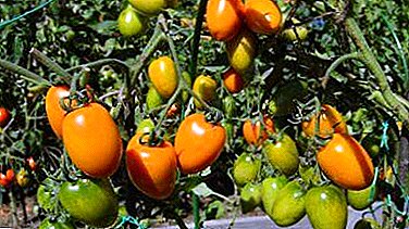 Извонредниот домат "Златно руно": опис на сортата, нејзините карактеристики и карактеристики на одгледување