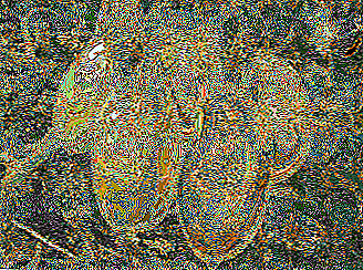 మీ పడకలలో అసాధారణ అతిథులు - టమోటాలు "అరటి ఆరెంజ్"