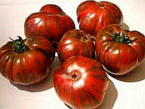 Unikatan i nezaboravan paradajz "Čokolada prugasta": opis sorte, fotografija