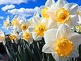 विचित्र daffodils लवकर वसंत ऋतु सह जागे