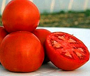 Sato unpretentious kanggo mbukak lemah - katrangan saka macem-macem tomat "Lady Shedi"