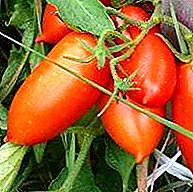 Variedade modesta de tomate con grandes froitos saborosos da selección siberiana "Königsberg"