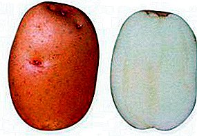 Onpretensieuse middeljarige aartappel "Handsome": beskrywing van die verskeidenheid, foto, eienskappe