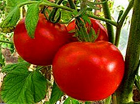 Unpretentious tomat "Rusia soul" - katerangan rupa-rupa, kaunggulan jeung kalemahan, fitur