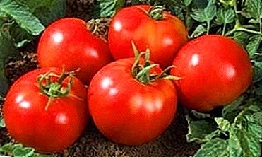 Жөнөкөй помидор, "Ямал" аракет эле өсүп чыгат: ар түрдүү өзгөчөлүктөрүн жана сүрөттөмөсүн