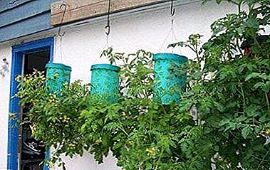 Астын-чака менен помидор өстүрүү үчүн стандарттуу эмес ыкмасы: бир кадам көрсөтмөлөрүн жана мүмкүн болгон каталары менен кадам