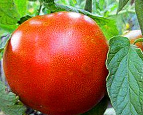 Faʻasalaga i le tausiga, faʻaaoga lelei ma naʻo se ituaiga o tomato tomato "Fat Jack"