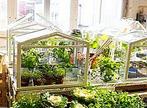 Ezigbo ndị na-enyere ụlọ aka maka ndị ọrụ ugbo - do-it-yourself mini-greenhouses for home