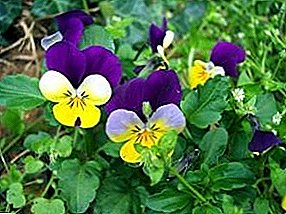 Flor violeta delicada: variedades, posibles enfermidades, coidados e reprodución
