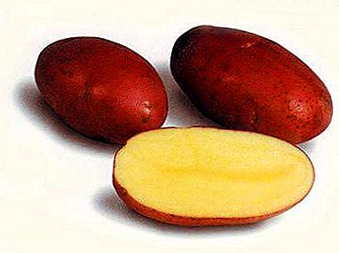 Pinong-pagtikim ng patatas "Sheri": paglalarawan ng iba't, larawan, katangian
