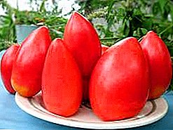 K ap grandi, ibrid mi byen bonè nan wo-rann tomat "Ob dom", deskripsyon ak rekòmandasyon pou swen