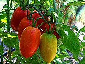 Rupa-rupa kueh tomat "Petrusha kebon": ciri sareng pedaran tomat sareng poto, budidaya sareng kontrol hama