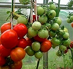 Bag-ong superrany tomato nga "Bullfinch": mga kinaiya ug paghulagway sa matang, litrato