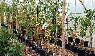 تفاوت های ظریف در حال رشد گوجه فرنگی در گلخانه در زمستان. آنچه که شما باید بدانید برای به دست آوردن برداشت عالی در این زمان سال؟