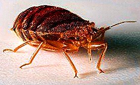 Hoe om ontslae te raak van bedbugs in 'n woonstel by die huis: tradisionele en folk remedies, wanneer disinsektors genoem moet word