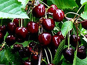 Summer Cherry Pruning: Kahiji, saterusna sarta Final