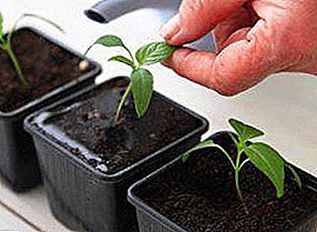 Përmbledhje e stimuluesve kryesorë të rritjes për fidanëve të domates dhe piperit: si të rriten fidane të shëndetshme në shtëpi
