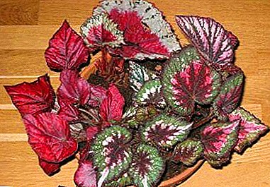 Endurskoðun Begonia fjölbreytni með skær rauðum laufum. Hvernig á að vaxa þetta houseplant?