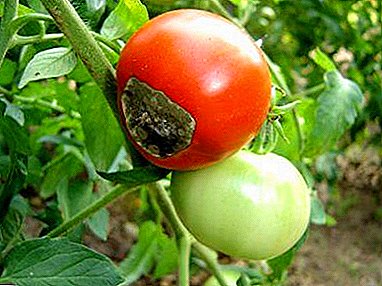 Delengen varieties saka tomat kanggo greenhouses lan mbukak lemah tahan kanggo almarhum blight