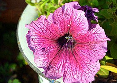 De Charme vu rosa Hibiscus: Photo, Iwwerbléck iwwer Arten an Eegeschafte vun der Betreiung an d'Kultivatioun vun enger Blummen
