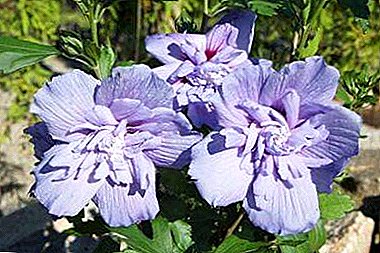 Chiboncus Hibiscus جذاب Chiffon Blue Syrian - توصیف گل، به ویژه مراقبت و کشت