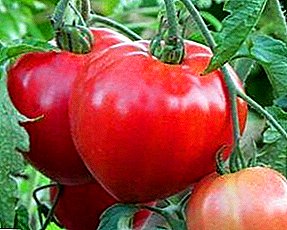 Tre frua vario de grandaj fruktaj tomatoj "Granda Panjo": priskribo de la karakterizaĵoj, konsiloj pri kreskado